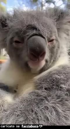 Gif Animata