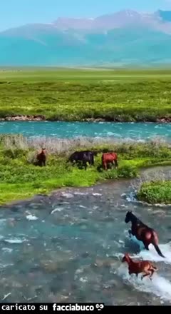 Gif Animata