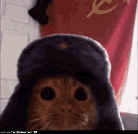 gif animata