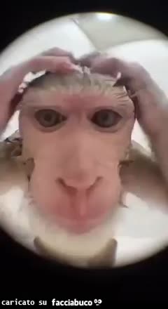 Gif Animata