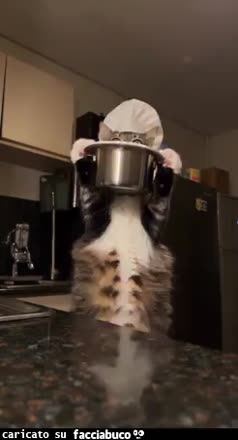 Gif Animata