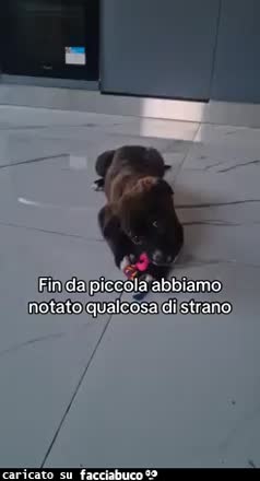 Gif Animata
