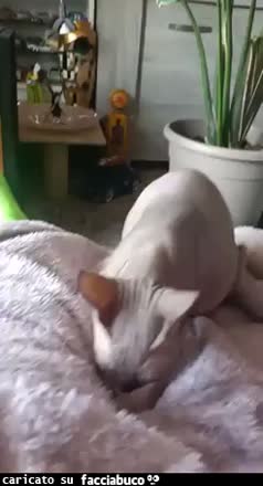 Gif Animata