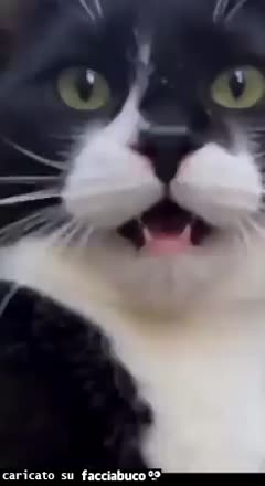 gif animata