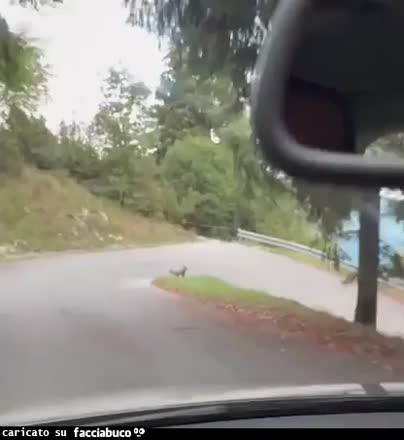 Gif Animata