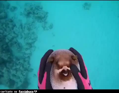 Gif Animata