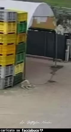 Gif Animata