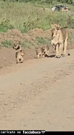 Gif Animata