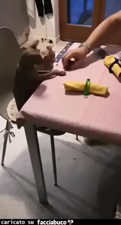 Gif Animata