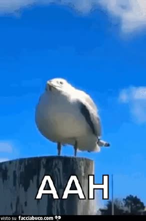 gif animata