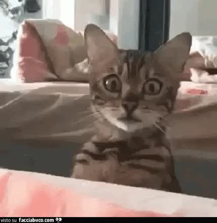 gif animata