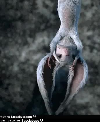 gif animata