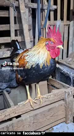 gif animata