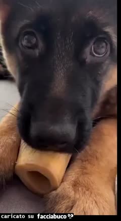 gif animata