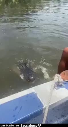 Gif Animata
