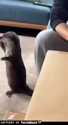 gif animata
