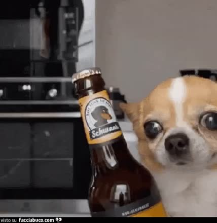 gif animata