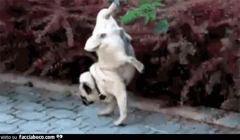 gif animata