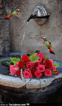 Gif Animata