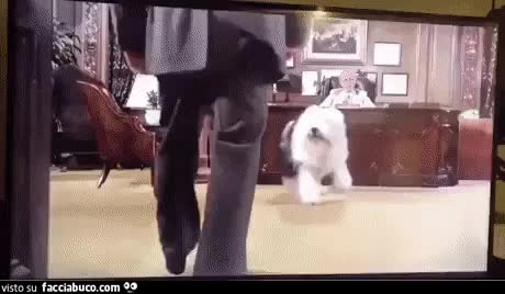 gif animata