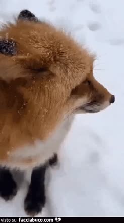 gif animata