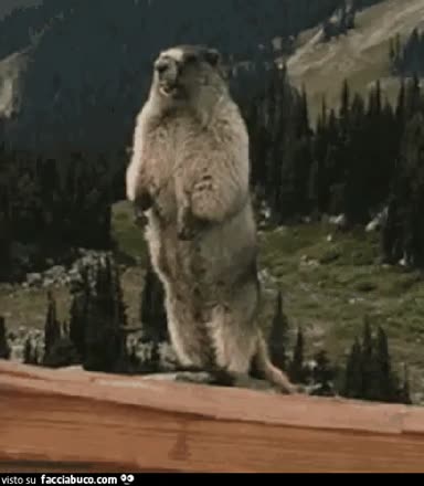 gif animata