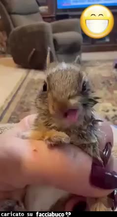 Gif Animata