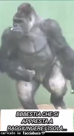 Gif Animata