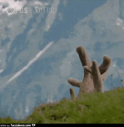 gif animata