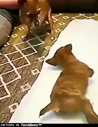 Gif Animata
