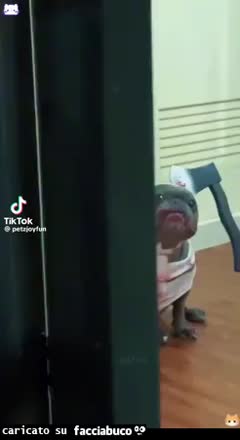 Gif Animata
