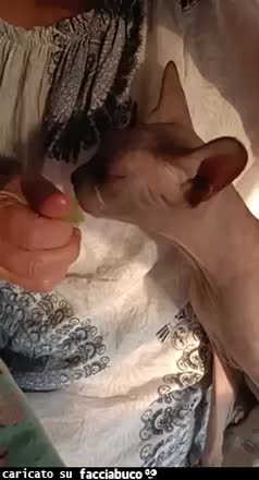 Gif Animata