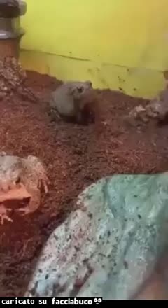 gif animata