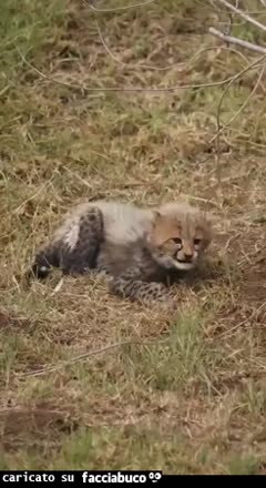 Gif Animata