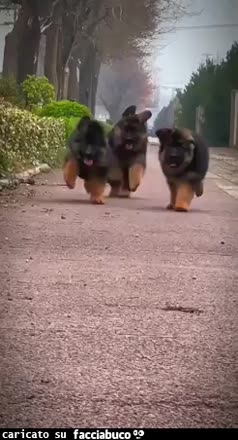Gif Animata