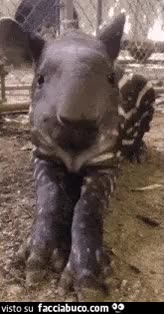 gif animata