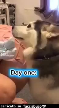 Gif Animata