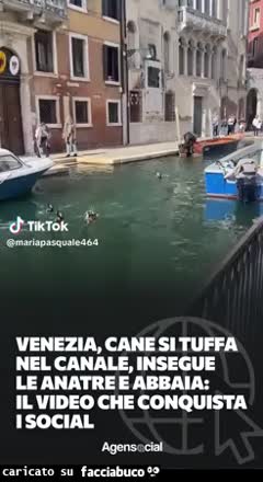 Gif Animata