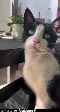 Gif Animata