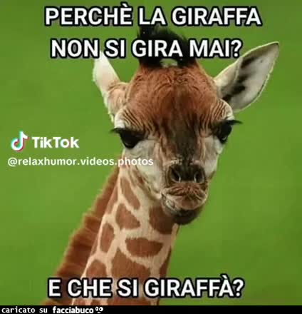Gif Animata