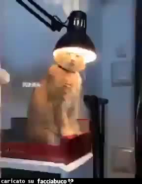 gif animata