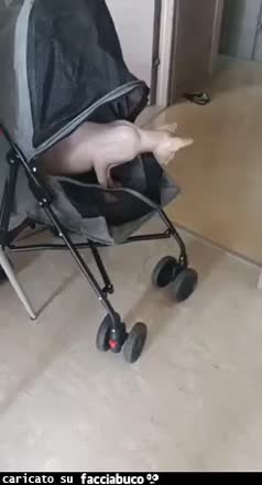 Gif Animata