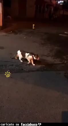 gif animata