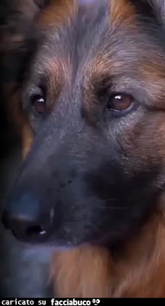 Gif Animata