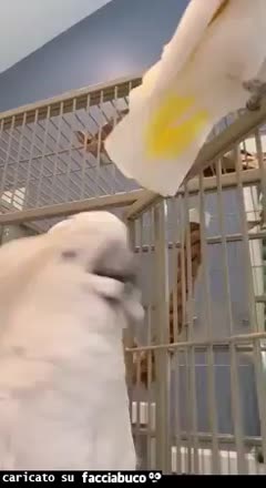 Gif Animata