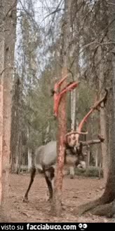 gif animata