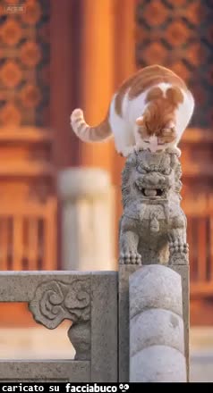 gif animata
