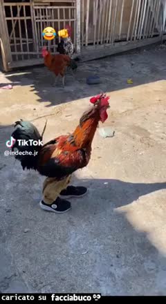 Gif Animata