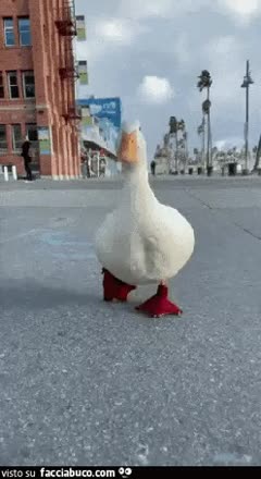 gif animata