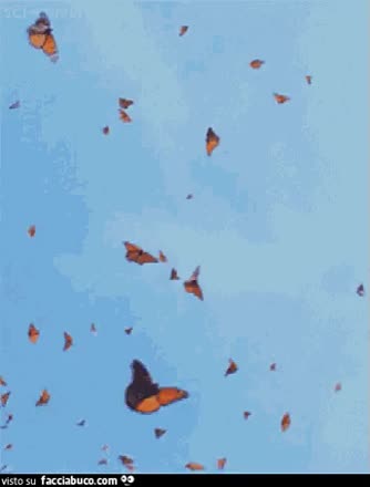 gif animata